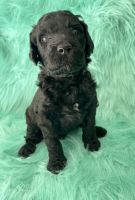 Poodle Puppies for sale in Seabrook, NH, USA. price: $1,500