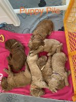 Poodle Puppies for sale in Port St. Lucie, FL, USA. price: $1,850