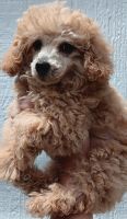 Poodle Puppies for sale in Thurmond, NC 28683, USA. price: $400