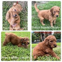 Poodle Puppies for sale in Houston, TX, USA. price: $2,500