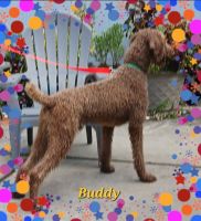 Poodle Puppies for sale in Brooksville, FL 34601, USA. price: $6,000