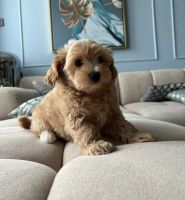 Poodle Puppies for sale in Torrance, CA, USA. price: $700