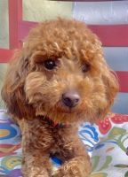 Poodle Puppies for sale in Miami, FL, USA. price: $800