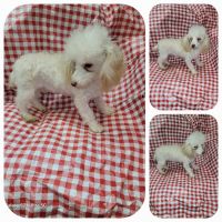 Poodle Puppies for sale in Splendora, TX, USA. price: $800