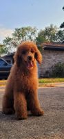 Poodle Puppies for sale in Spring, TX 77380, USA. price: $800