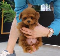 Poodle Puppies for sale in New York, NY, USA. price: $1,500