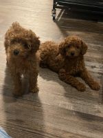 Poodle Puppies for sale in Atlanta, GA, USA. price: $1,700