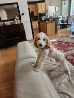 Poodle Puppies for sale in Sacramento, CA, USA. price: $1,200