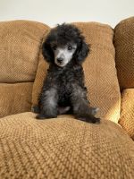 Poodle Puppies for sale in PA-447, East Stroudsburg, PA, USA. price: $1,200