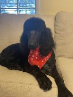 Poodle Puppies for sale in Greenway, AR 72430, USA. price: $400