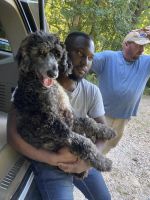 Poodle Puppies for sale in Gainesville, GA, USA. price: $600