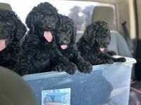 Poodle Puppies for sale in Dover, DE, USA. price: $500