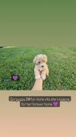Poodle Puppies for sale in Riverside, CA 92505, USA. price: $1,800