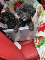 Poodle Puppies for sale in Lowell, MA, USA. price: $1,800
