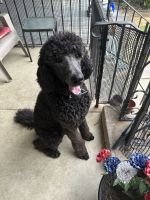 Poodle Puppies for sale in Philadelphia, PA, USA. price: $800