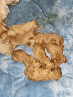 Poodle Puppies for sale in Pico Rivera, CA, USA. price: $2,500