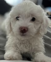 Poodle Puppies for sale in Glendale, CA 91202, USA. price: $1,200
