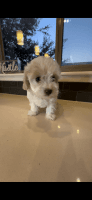 Poodle Puppies for sale in Houston, TX, USA. price: $1,500