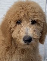 Poodle Puppies for sale in Statesville, NC, USA. price: $1,200