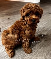 Poodle Puppies for sale in Orlando, FL, USA. price: $1,800