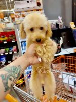 Poodle Puppies for sale in Ocala, FL, USA. price: $1,200