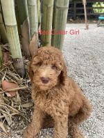 Poodle Puppies for sale in Port St. Lucie, FL, USA. price: $1,850