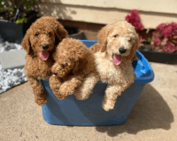 Poodle Puppies for sale in Charlotte, NC, USA. price: $500