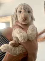 Poodle Puppies for sale in Putnam County, FL, USA. price: NA