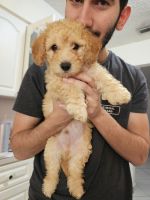 Poodle Puppies for sale in Miami, FL 33174, USA. price: $800