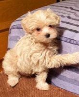 Poodle Puppies for sale in New York, NY, USA. price: $1,500