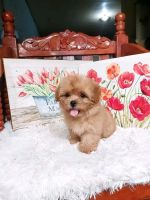 Poodle Puppies for sale in Toronto, ON, Canada. price: $800