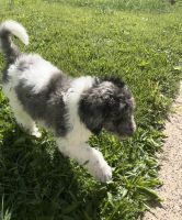 Poodle Puppies for sale in Trenton, NJ, USA. price: $1,200