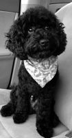Poodle Puppies for sale in Norcross, GA, USA. price: $850