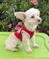 Poodle Puppies for sale in Downey, CA, USA. price: $450