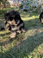 Poodle Puppies for sale in Los Angeles, CA, USA. price: $700