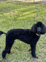 Poodle Puppies for sale in Ocean Springs, MS 39564, USA. price: $800