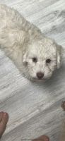 Poodle Puppies for sale in Rockford, MI, USA. price: $800