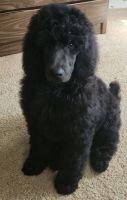 Poodle Puppies for sale in 12 Kelley Hill Rd, Phillips, ME 04966, USA. price: $2,000