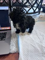 Poodle Puppies for sale in Valparaiso, IN 46383, USA. price: $1,200