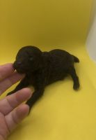 Poodle Puppies for sale in Pendleton, OR 97801, USA. price: $2,000