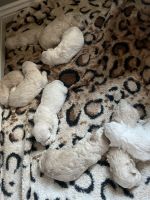 Poodle Puppies for sale in Magna, UT, USA. price: $1,100