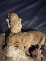 Poodle Puppies for sale in Attalla, AL, USA. price: $8,002,500