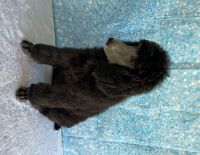 Poodle Puppies for sale in Port St. Lucie, FL, USA. price: $2,000
