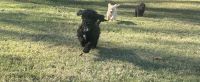 Poodle Puppies for sale in Hickory, NC, USA. price: $700