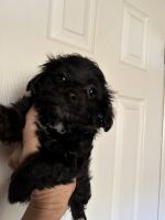 Poodle Puppies for sale in Orlando, FL, USA. price: $650