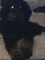 Poodle Puppies for sale in Alturas, CA 96101, USA. price: NA