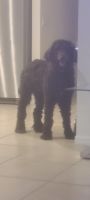Poodle Puppies for sale in Lehigh Acres, FL 33971, USA. price: $500