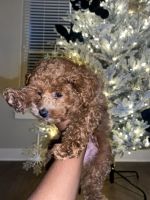 Poodle Puppies for sale in Elizabeth, NJ, USA. price: NA
