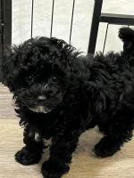 Poodle Puppies for sale in Decatur, GA 30033, USA. price: $700