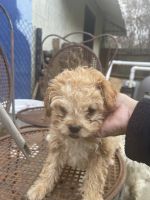Poodle Puppies for sale in Rome, GA, USA. price: $600